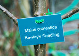 Engraved tree labels